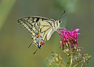 Jupiter’s beard (Centranthus ruber), fall color