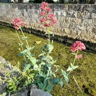 Jupiter’s beard (Centranthus ruber), mature form