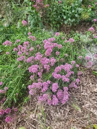 Jupiter’s beard (Centranthus ruber), foliage