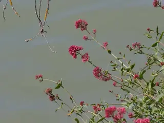 Jupiter’s beard (Centranthus ruber), habit