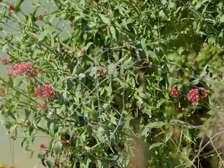 Jupiter’s beard (Centranthus ruber), bloom