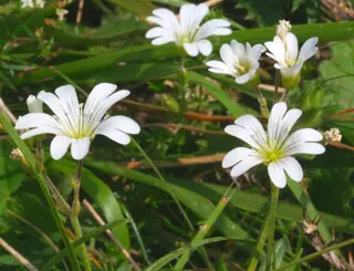 alpine mouse-ear (Cerastium alpinum), foliage