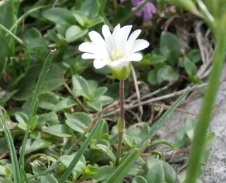 alpine mouse-ear (Cerastium alpinum), fall color