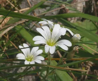 alpine mouse-ear (Cerastium alpinum), bloom