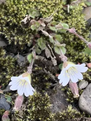alpine mouse-ear