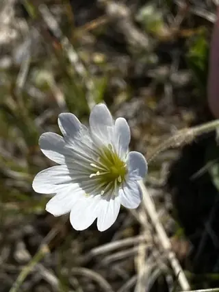 alpine mouse-ear (Cerastium alpinum), habit