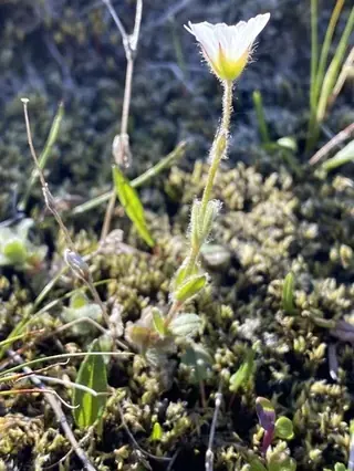alpine mouse-ear (Cerastium alpinum), mature form