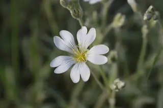 Snow-in-summer (compact form) (Cerastium tomentosum), foliage