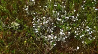 Snow-in-summer