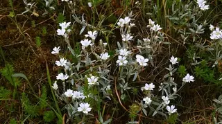 Snow-in-summer (compact form) (Cerastium tomentosum), mature form
