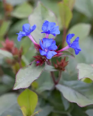 Plumbago (Ceratostigma plumbaginoides), bloom