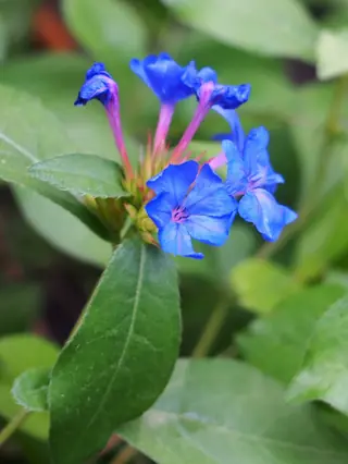 Plumbago (Ceratostigma plumbaginoides), fall color