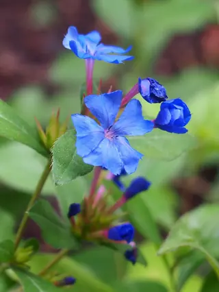 Plumbago (Ceratostigma plumbaginoides), habit