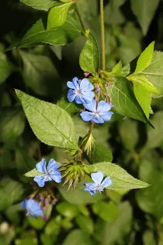Plumbago (Ceratostigma plumbaginoides), mature form