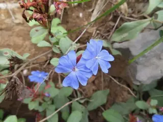 Plumbago (Ceratostigma plumbaginoides), foliage