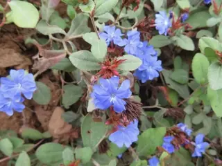 Plumbago