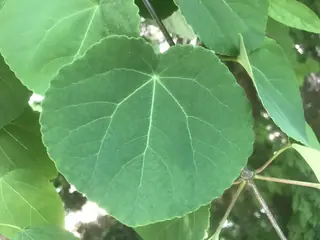 Katsura Tree (Cercidiphyllum japonicum), bloom