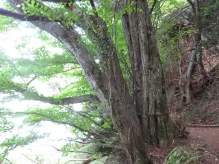 Katsura, Katsura Tree