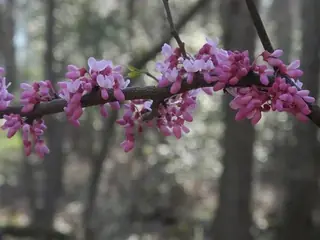 Eastern: Alba Redbud (Cercis canadensis), mature form