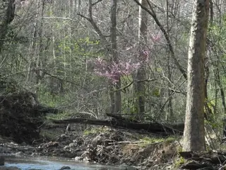 Redbud, Eastern