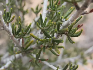 Littleleaf mountain mahogany (Cercocarpus intricatus), foliage