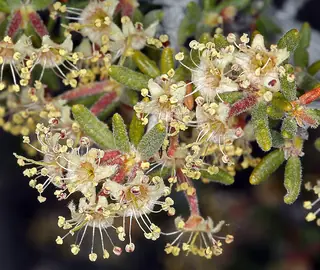 Littleleaf mountain mahogany (Cercocarpus intricatus), bloom