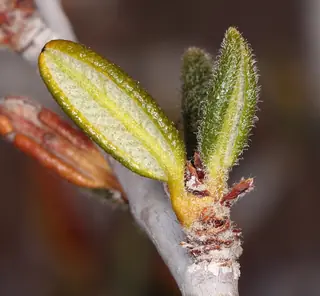 Littleleaf mountain mahogany (Cercocarpus intricatus), fall color