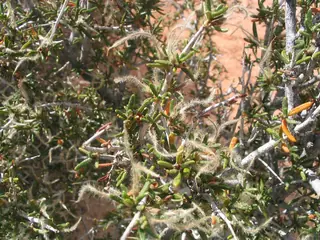 Littleleaf mountain mahogany (Cercocarpus intricatus), mature form