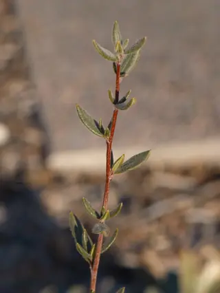 Curlleaf mountain mahogany (Cercocarpus ledifolius), mature form
