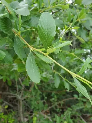 Mountain mahogany (Cercocarpus montanus), fall color
