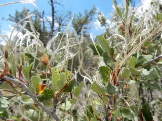 Mountain mahogany (Cercocarpus montanus), foliage
