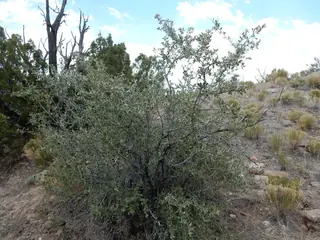 Mountain mahogany (Cercocarpus montanus), mature form