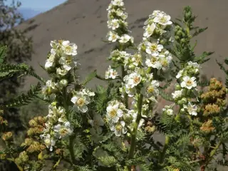 Fernbush (Chamaebatiaria millefolium), foliage