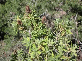 Fernbush