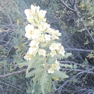 Fernbush (Chamaebatiaria millefolium), mature form