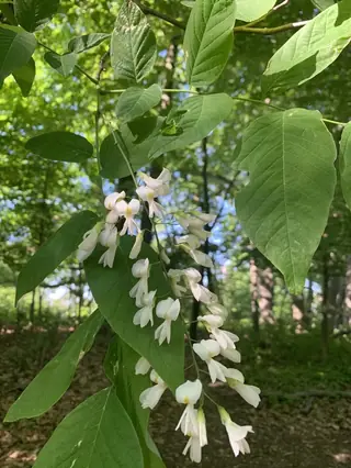 American Yellowwood (Cladrastis kentukea), foliage