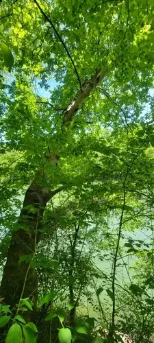 American Yellowwood (Cladrastis kentukea), mature form
