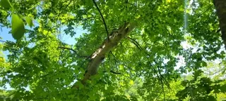 Yellowwood, American Yellowwood