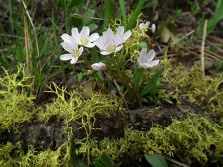western spring (Claytonia lanceolata), mature form