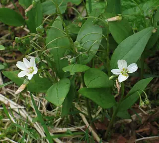 western spring