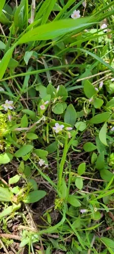 western spring (Claytonia lanceolata), foliage