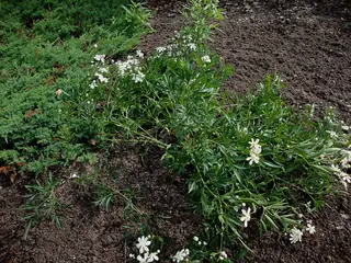 Mongolian Snowflakes (Clematis hexapetala), foliage