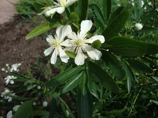 Mongolian Snowflakes (Clematis hexapetala), bloom