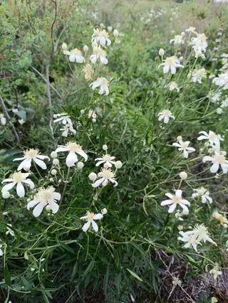 Mongolian Snowflakes (Clematis hexapetala), mature form