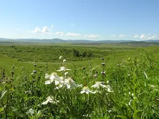 Mongolian Snowflakes