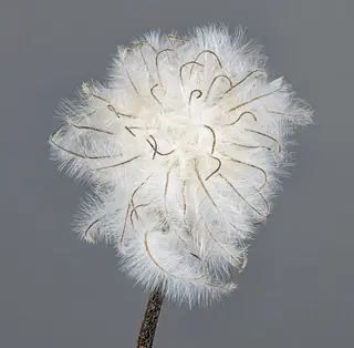 MONGOLIAN BELLS Clematis (Clematis integrifolia 'PSHarlan'), bloom
