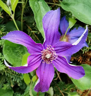 MONGOLIAN BELLS Clematis (Clematis integrifolia 'PSHarlan'), fall color