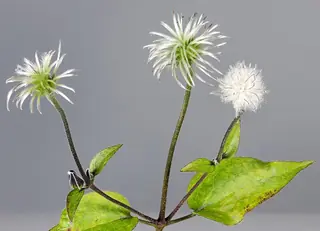 MONGOLIAN BELLS Clematis (Clematis integrifolia 'PSHarlan'), habit