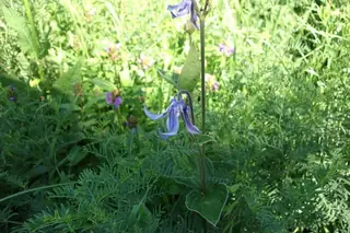 MONGOLIAN BELLS Clematis