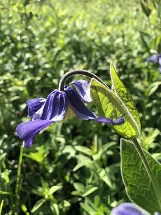 MONGOLIAN BELLS Clematis (Clematis integrifolia 'PSHarlan'), foliage